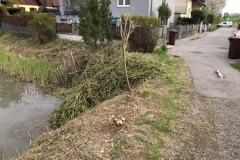 24_Schilfschnitt